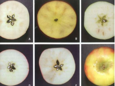 CAUSES & MANAGEMENT STRATEGIES OF BROWNING DISORDERS IN ‘CRIPPS PINK’ APPLES