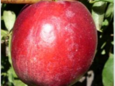 OPTIMUM HARVEST MATURITY AND COLD-STORAGE POTENTIAL OF NEW VARIETIES