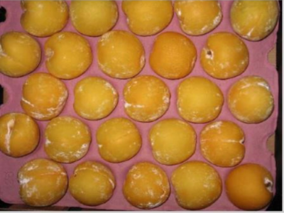OPTIMUM HARVEST MATURITY AND COLD STORAGE POTENTIAL OF SUN SUPREME(TM) PLUMS