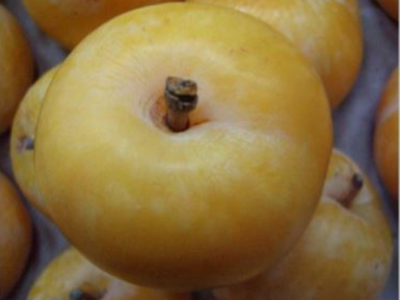 GAMMA IRRADIATION AS A MITIGATION TREATMENT ON STORAGE QUALITY OF PLUMS
