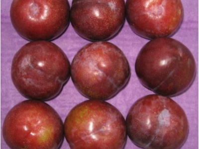 FORCED-AIR COOLING RECOMMENDATIONS FOR PLUMS